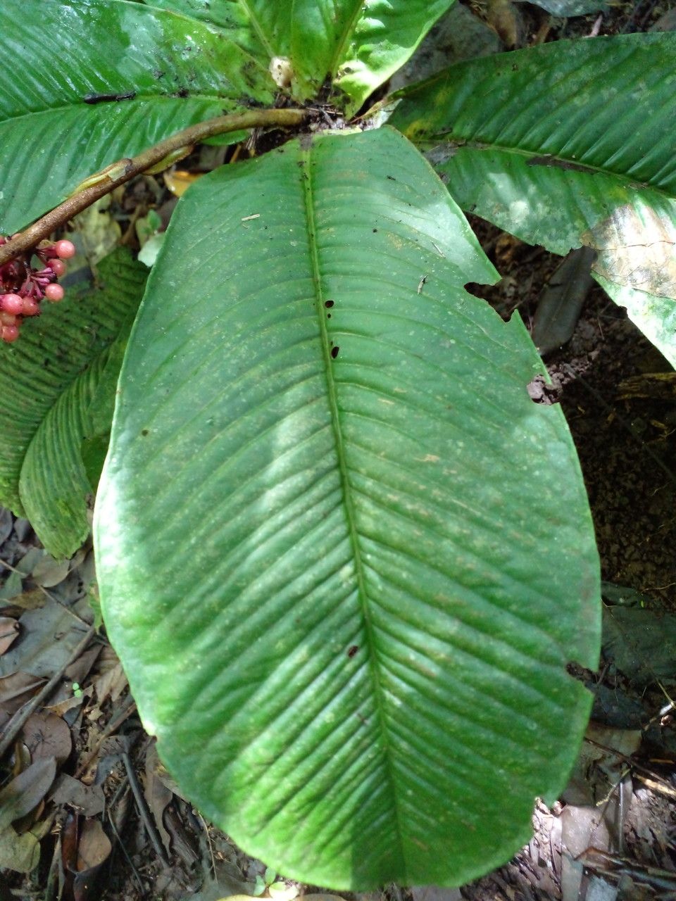 Ardisia wedelii leaf