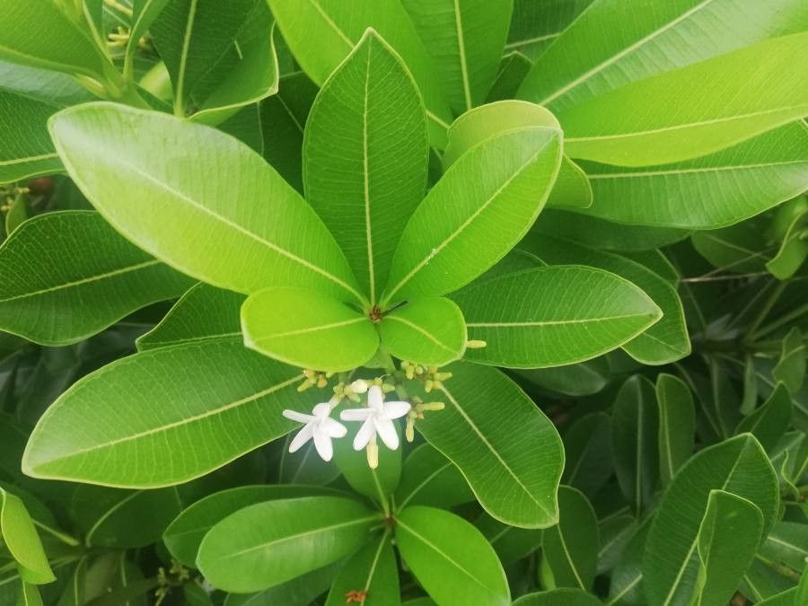 Ochrosia elliptica flower