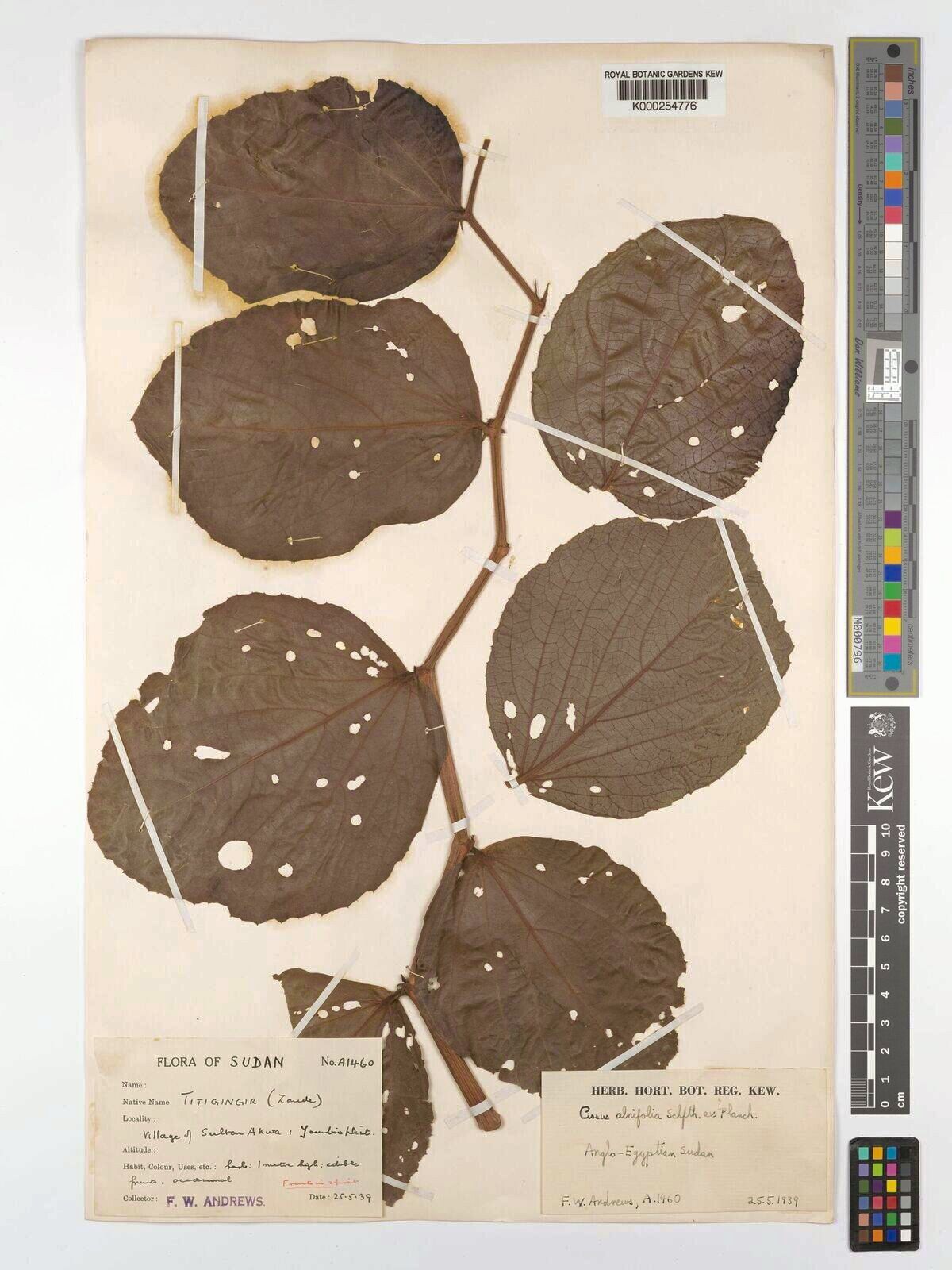 Cyphostemma alnifolium — related species from the same genus