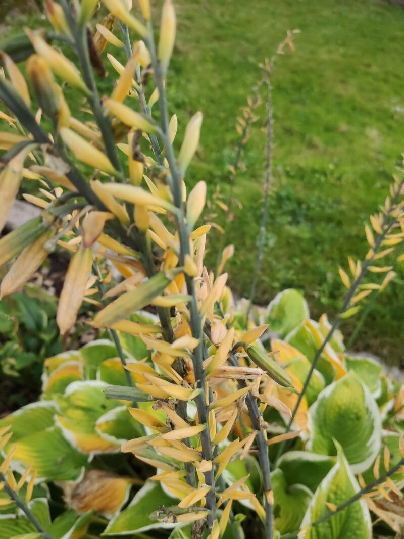 Asphodeline liburnica fruit