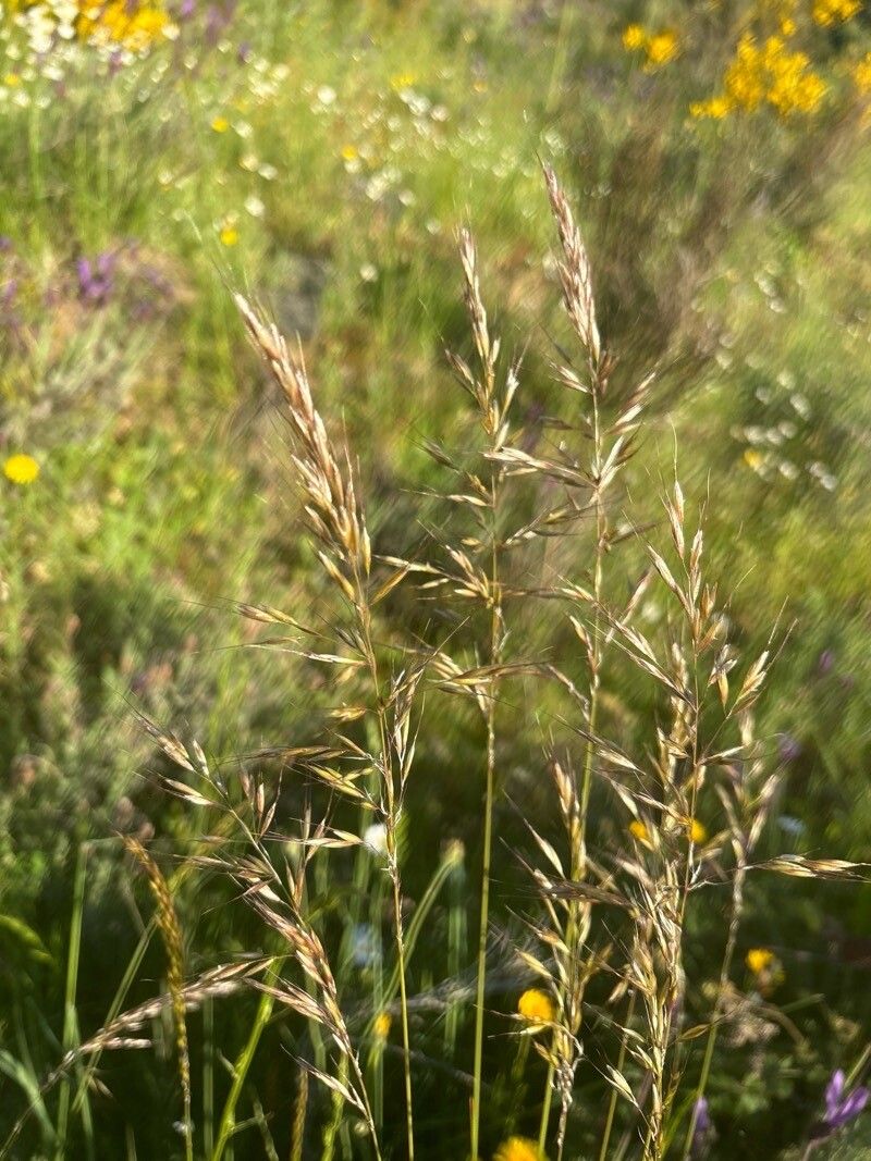 Arrhenatherum album flower