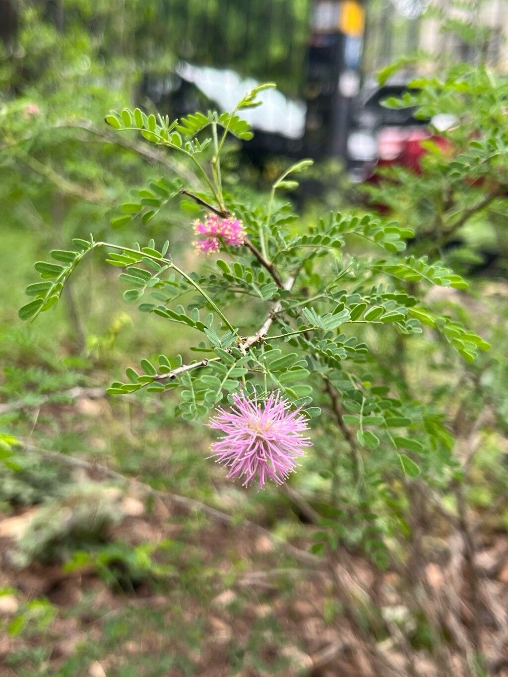 Mimosa borealis — search result for 'Mimosa'