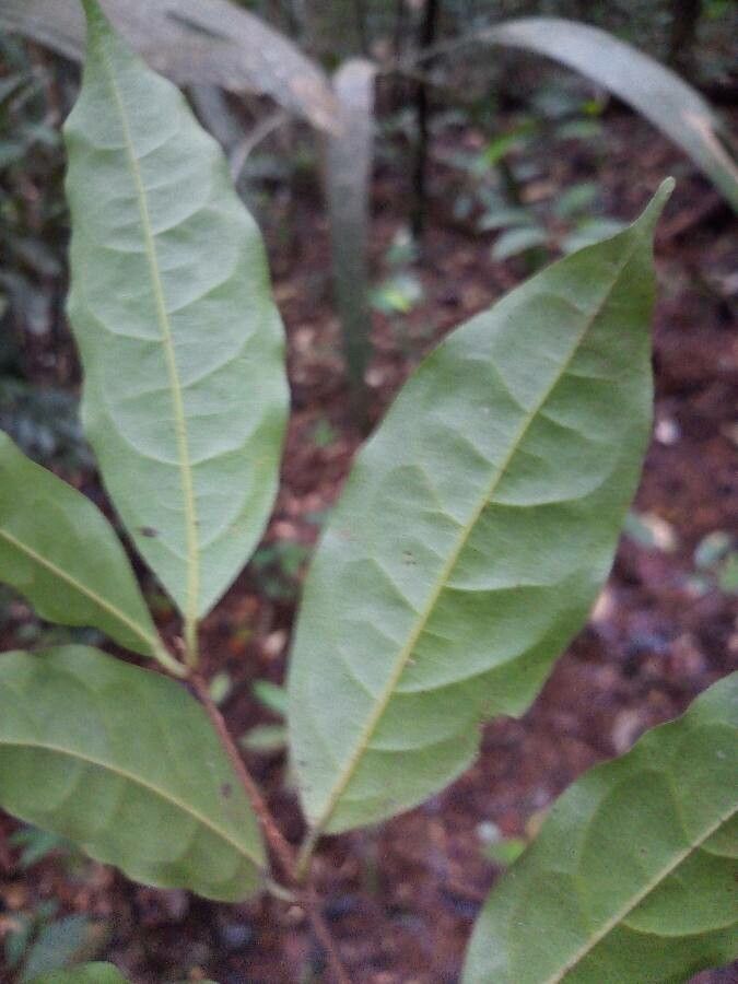 Licaria debilis leaf
