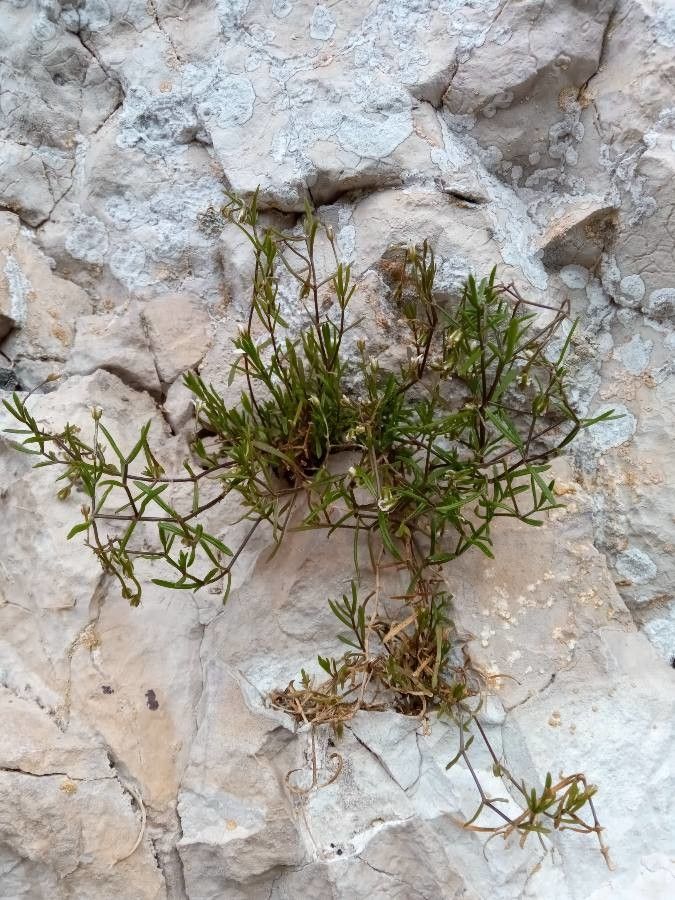 Moehringia intermedia habit