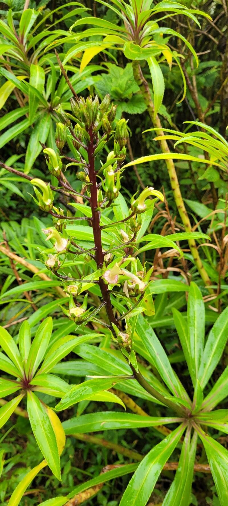 Lobelia digitalifolia — houseplant care guide