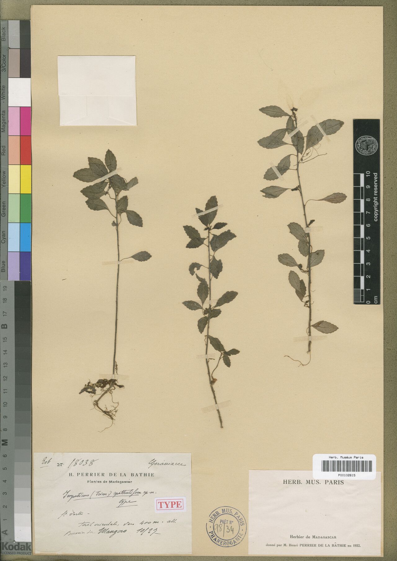 Impatiens spathulifera — houseplant care guide