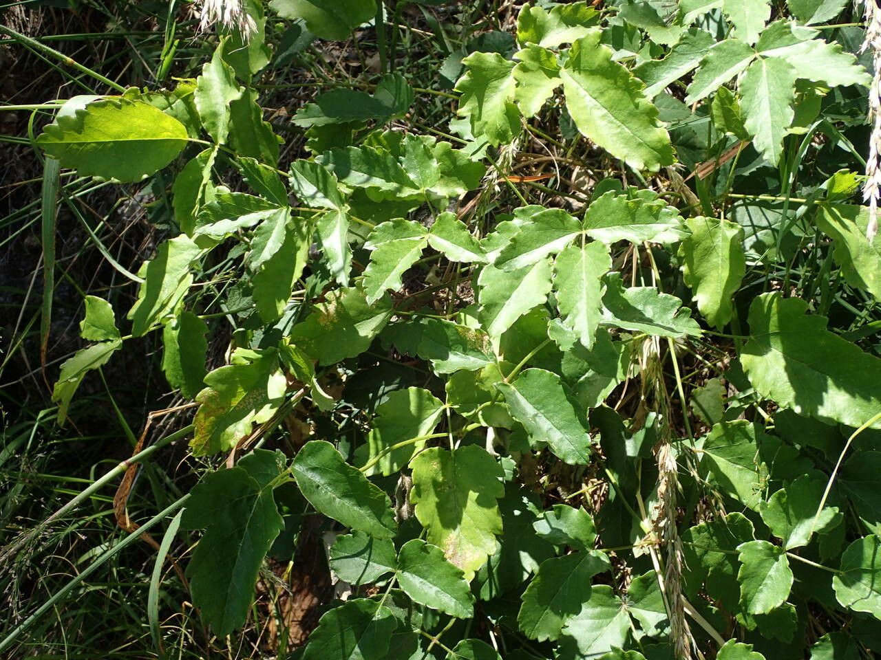 Laserpitium latifolium — search result for 'Apiaceae'