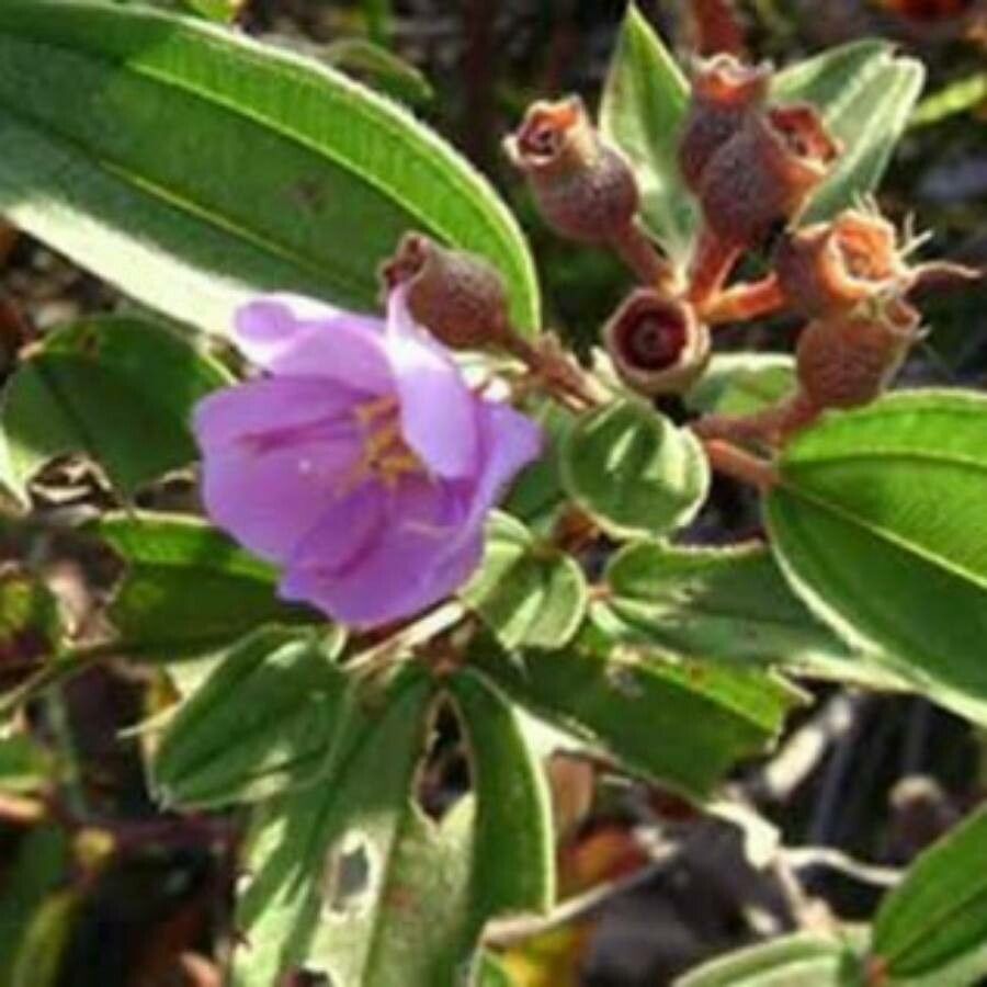 Melastoma polyanthum — search result for 'Melastomataceae'
