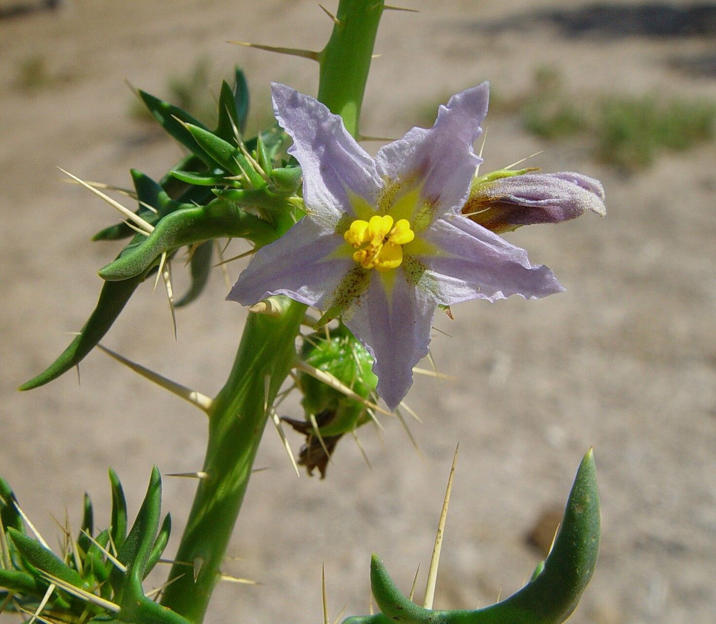 Solanum oligandrum flower