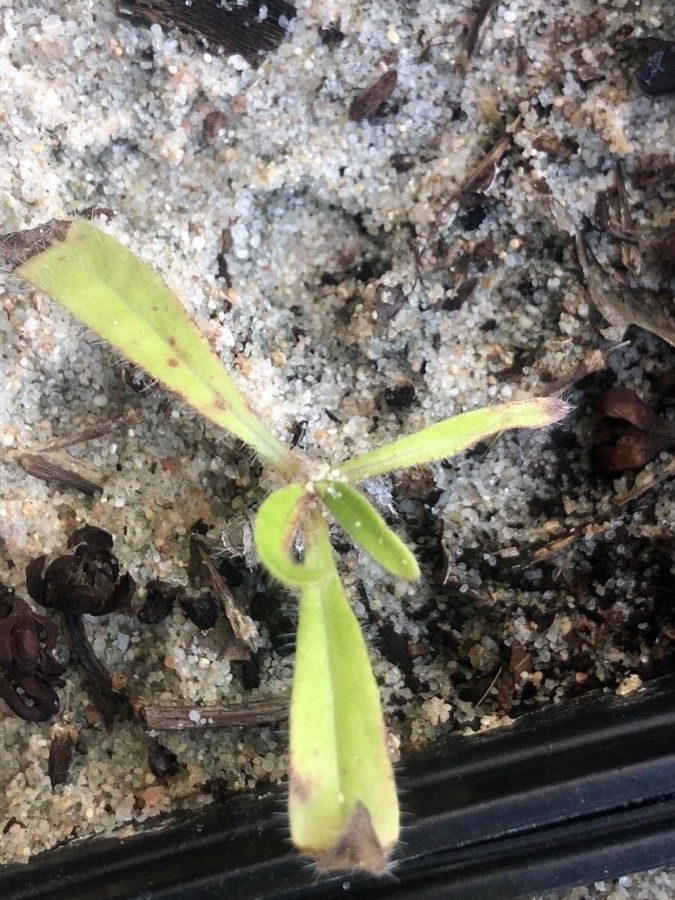 Echium bethencourtii — search result for 'Echium'