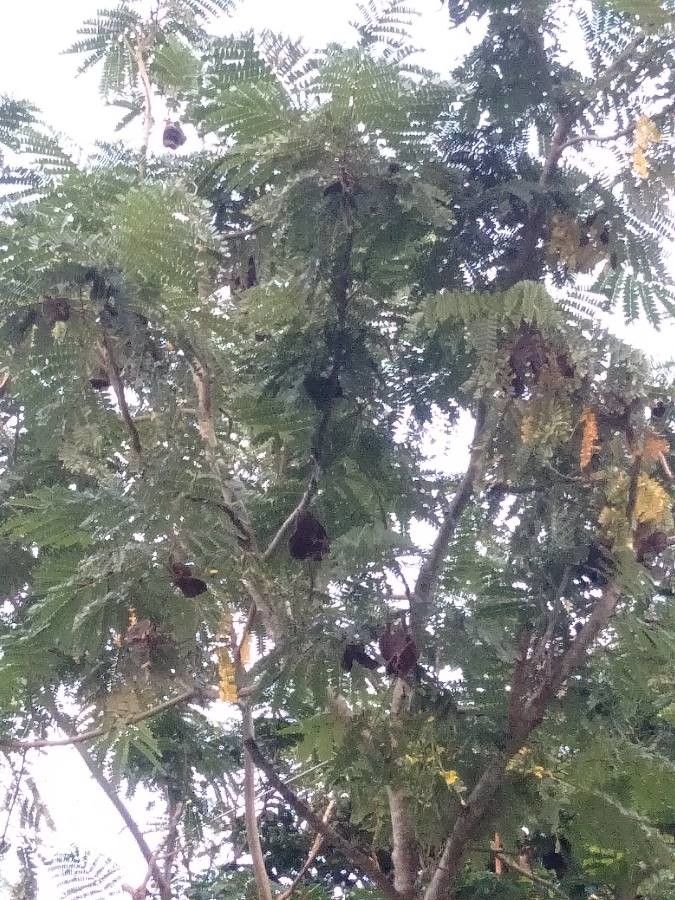 Serianthes myriadenia habit