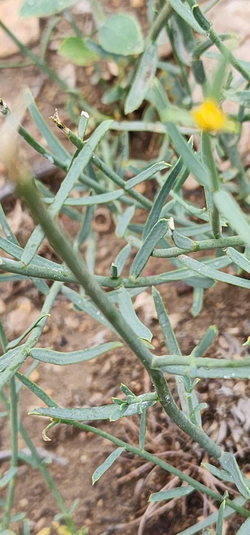 Euphorbia gedrosiaca — houseplant care guide