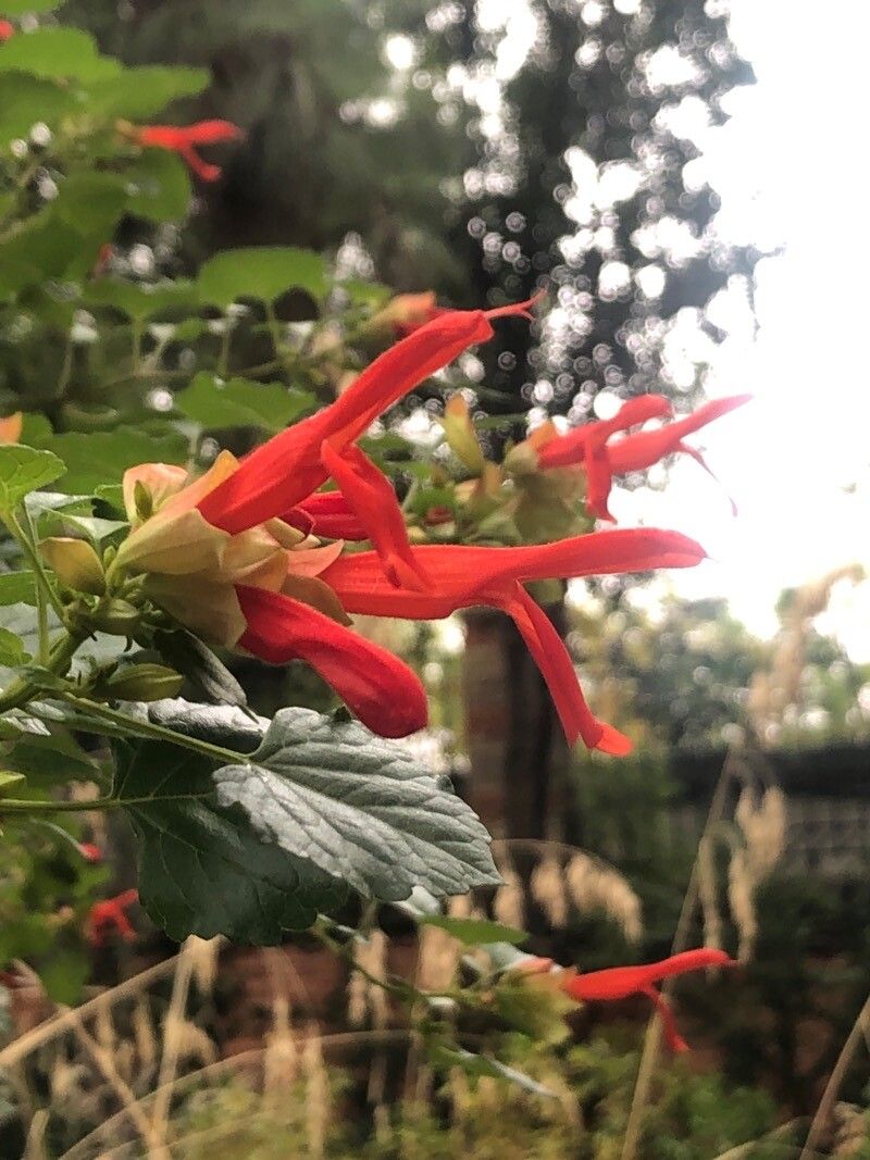 Salvia regla flower