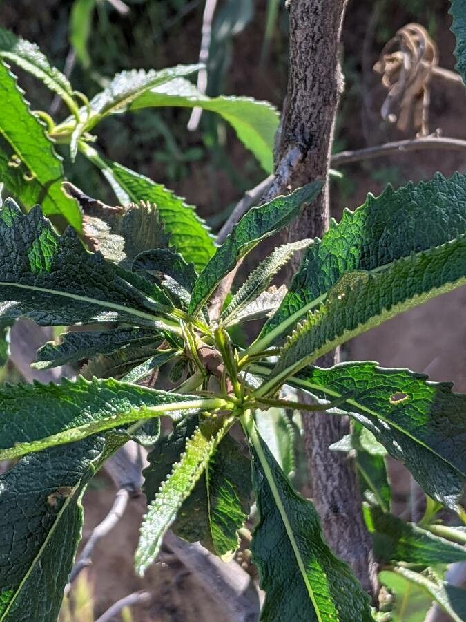 Eriodictyon crassifolium leaf