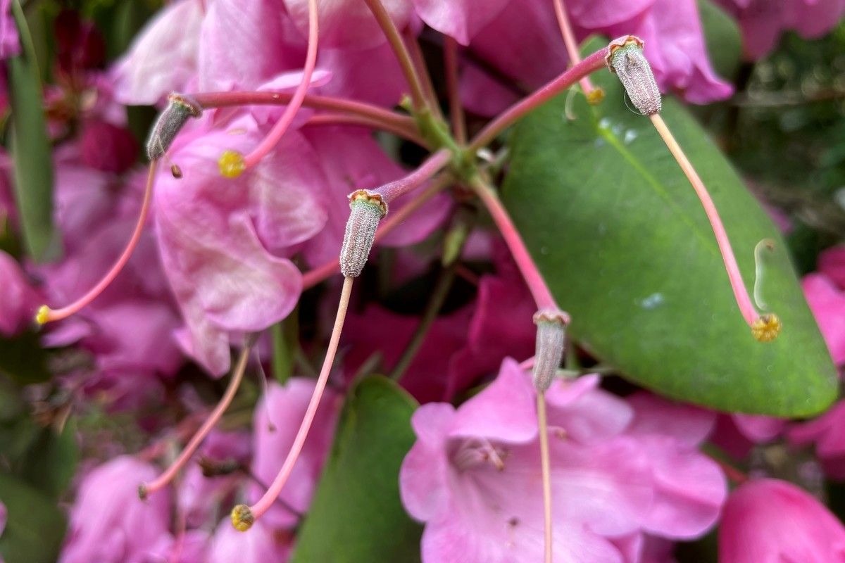 Rhododendron orbiculare fruit