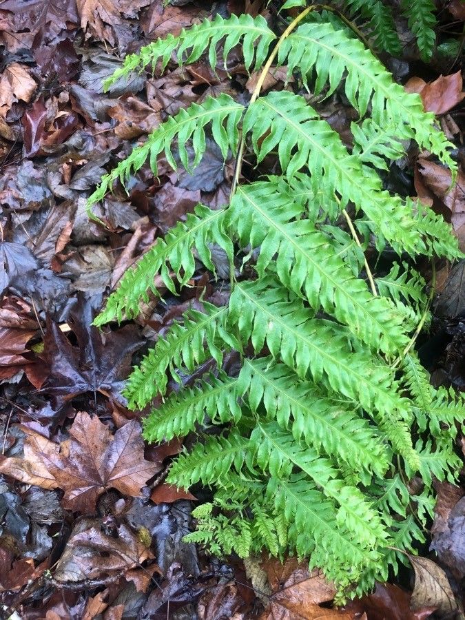 Woodwardia unigemmata leaf