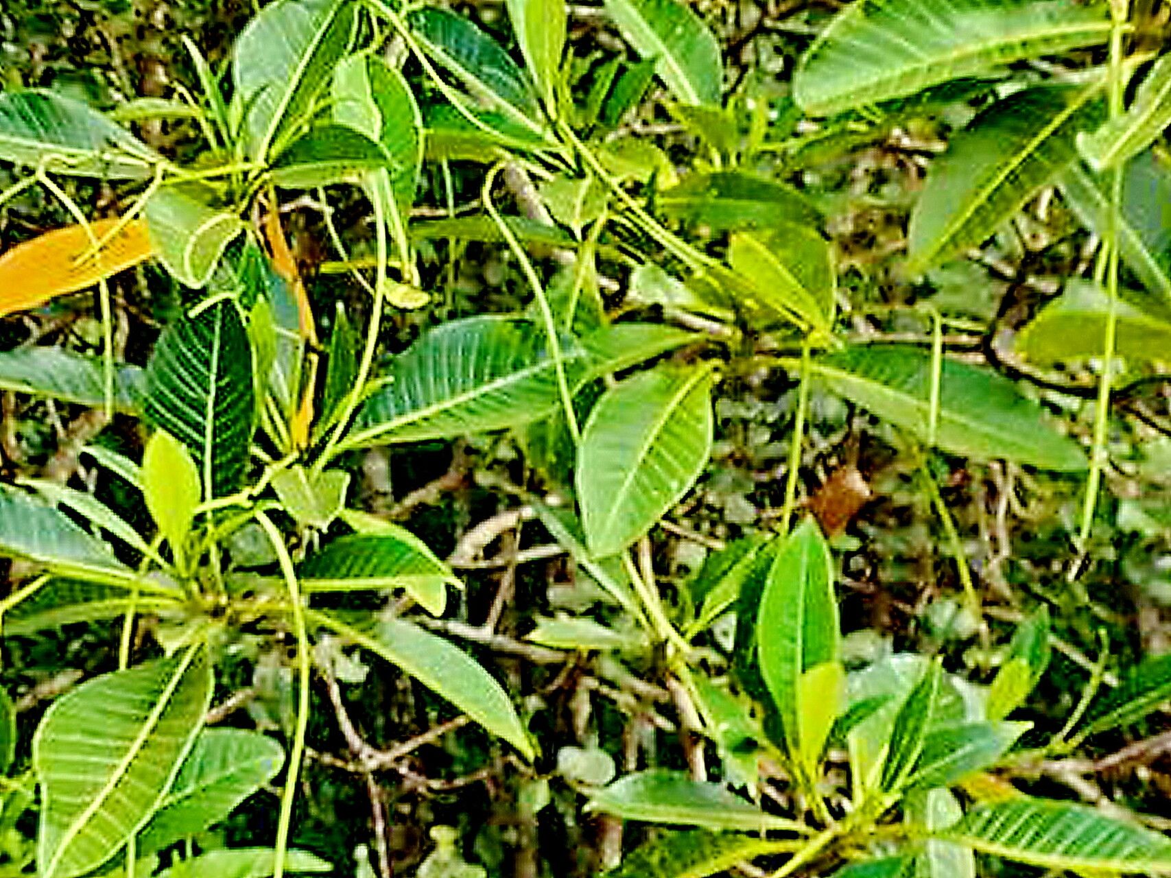 Alstonia costata — search result for 'Alstonia'