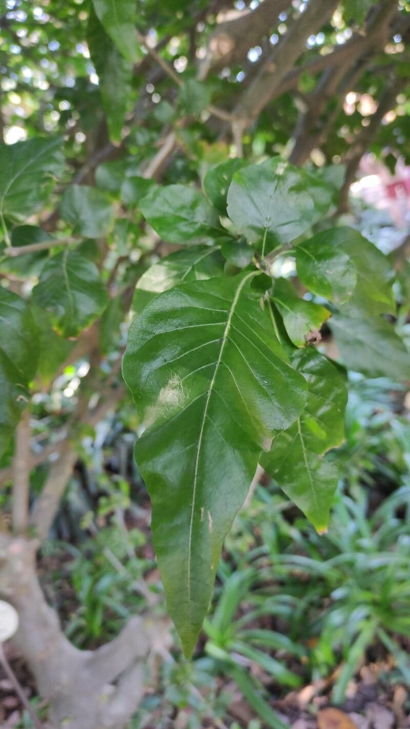 Gardenia cornuta leaf