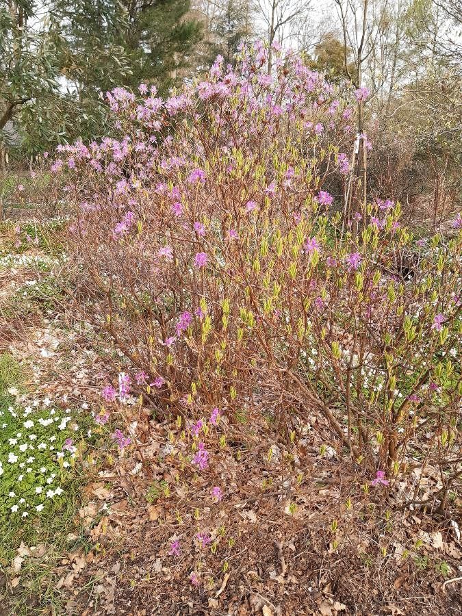 Rhododendron canadense habit