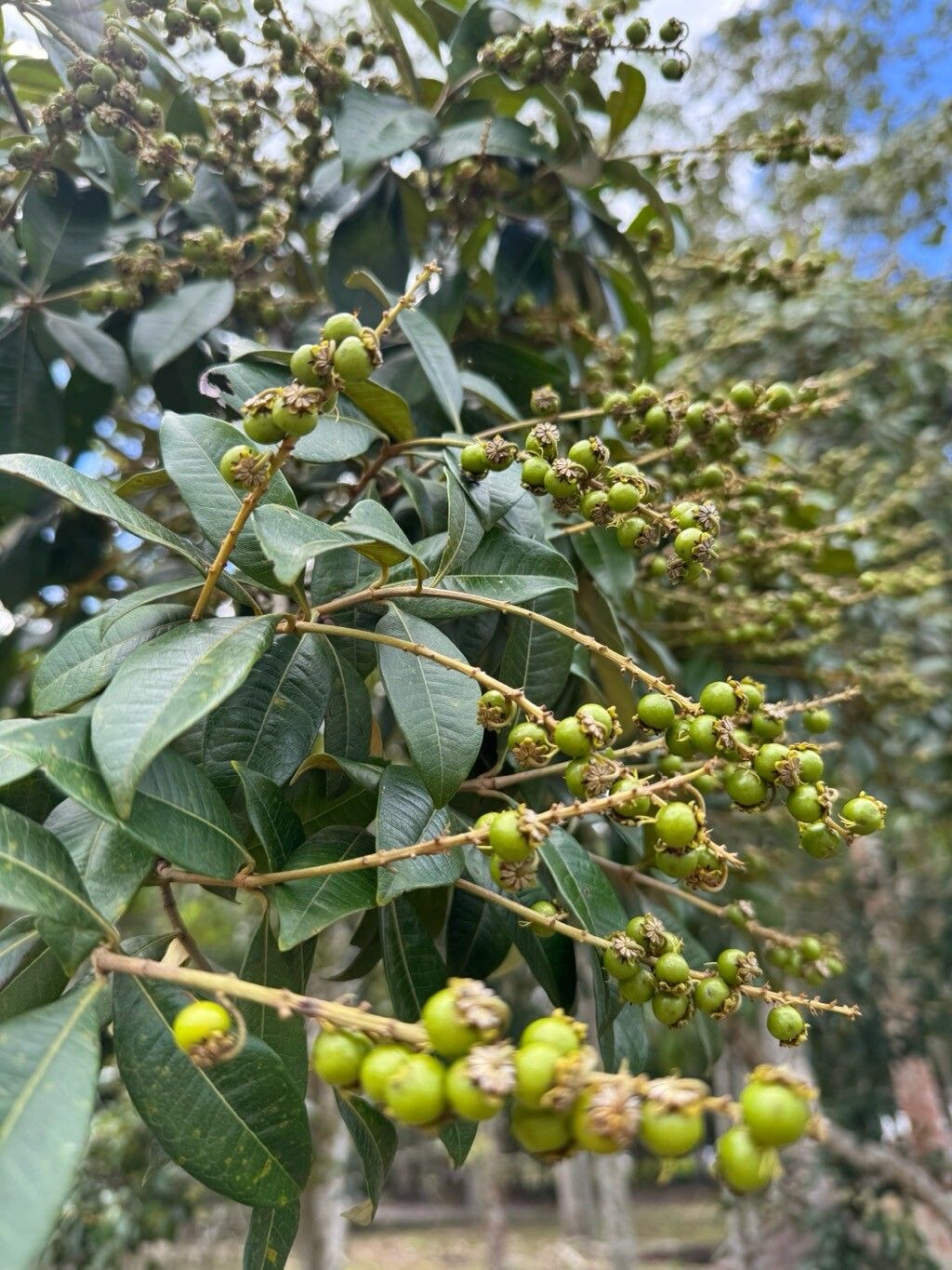 Byrsonima sericea fruit