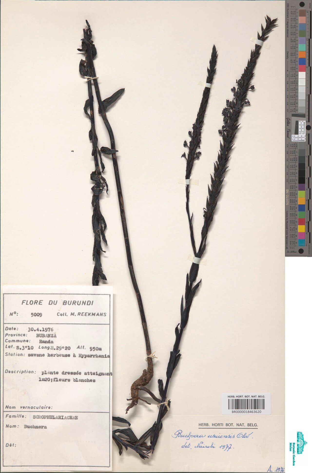 Buchnera usuiensis — houseplant care guide