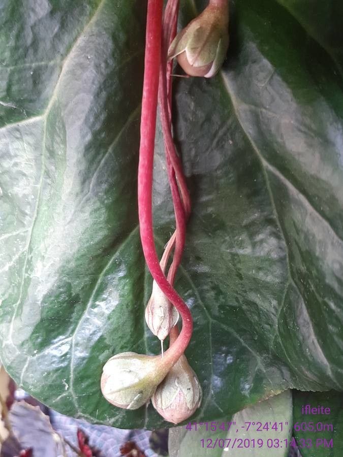 Cyclamen purpurascens fruit