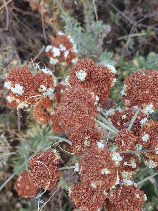 Eriogonum arborescens flower