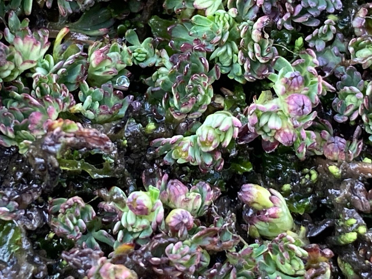 Alchemilla mandoniana flower