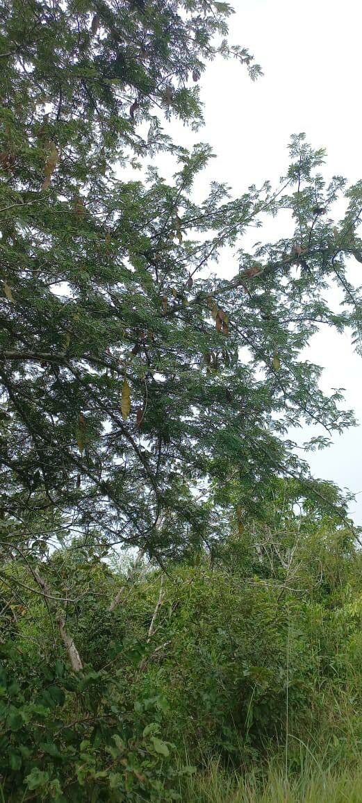 Acacia xanthophloea fruit