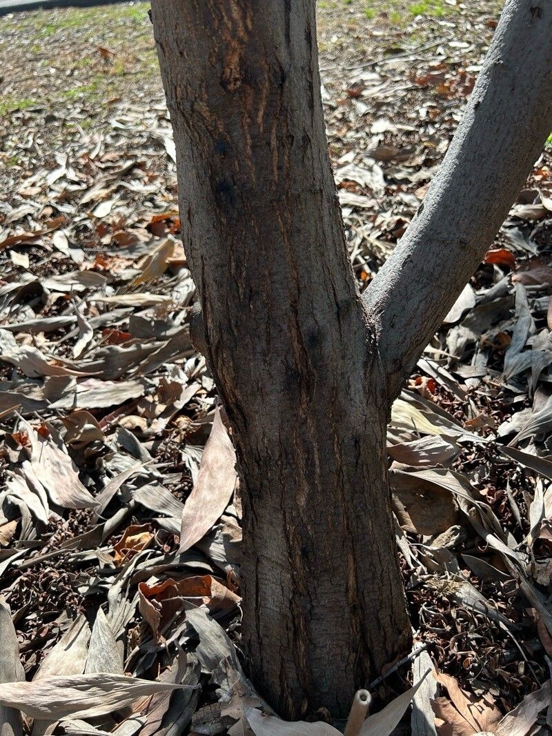 Acacia cowleana bark