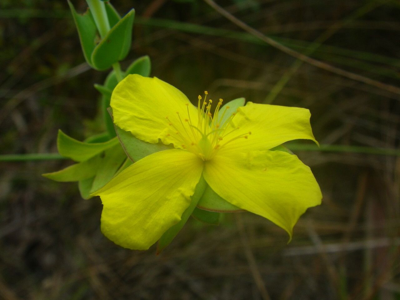 Hypericum tetrapetalum flower