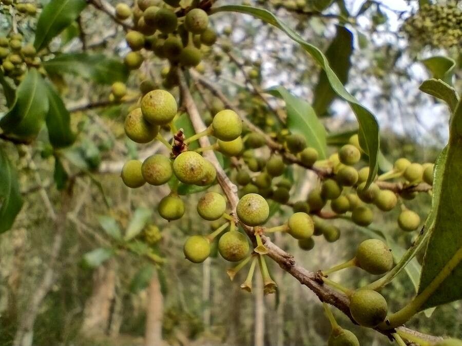 Myrsine howittiana fruit