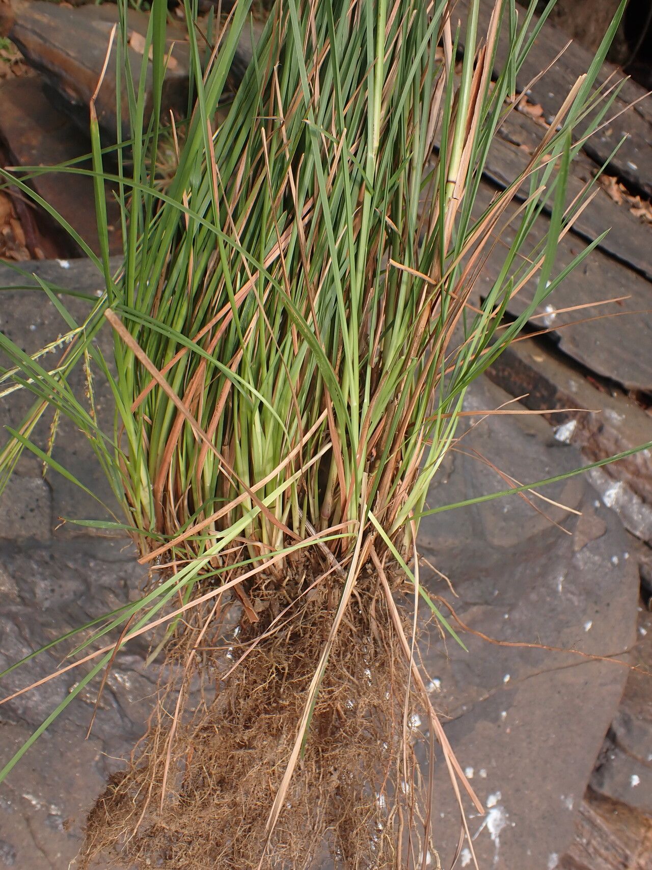 Andropogon africanus habit