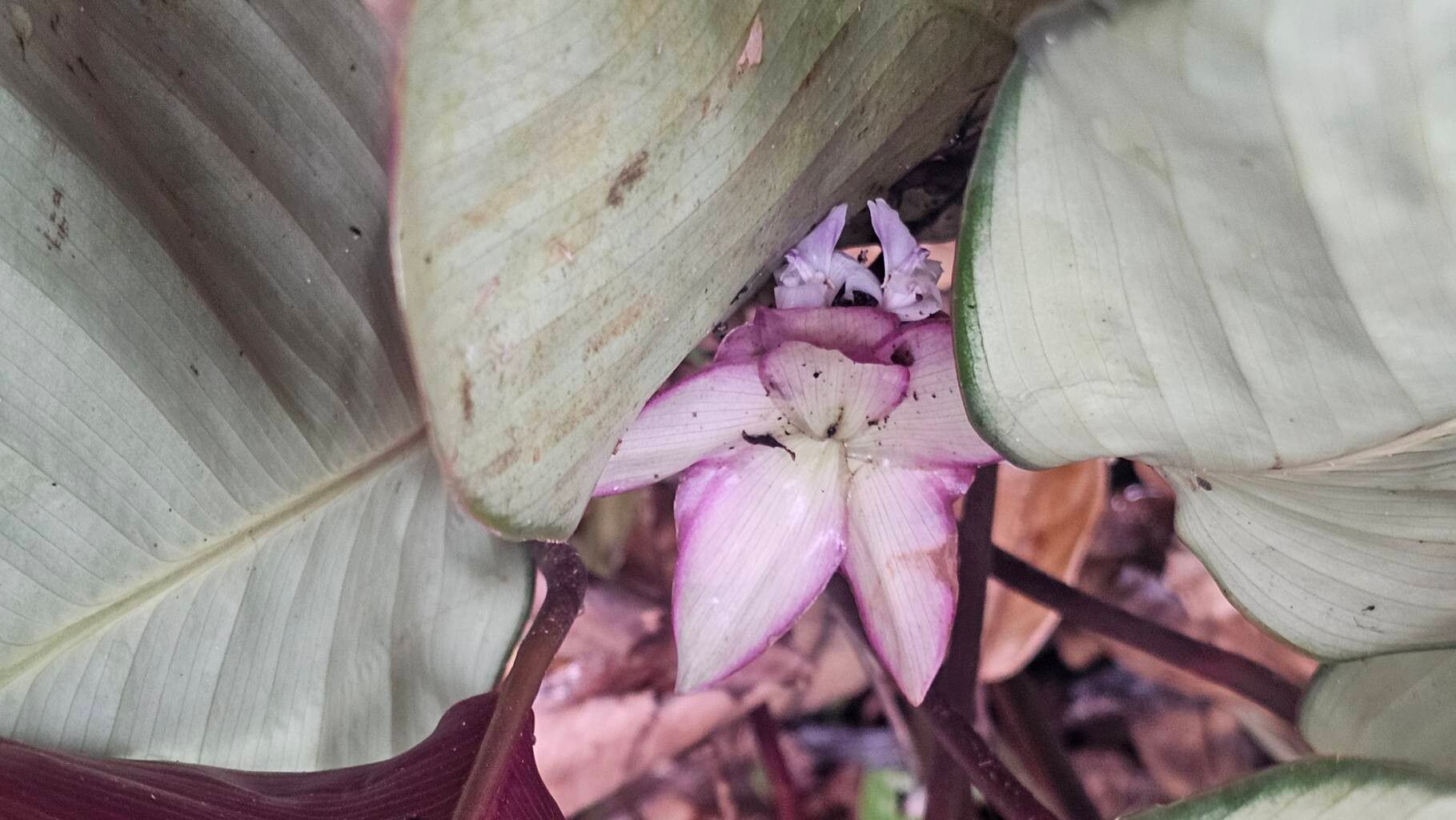 Goeppertia lanata flower