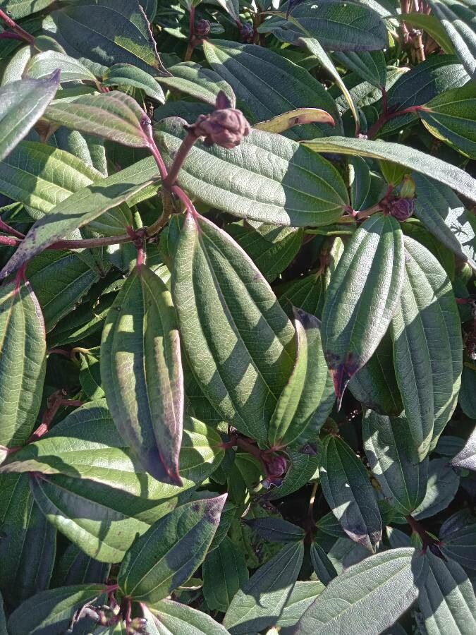 Viburnum davidii leaf