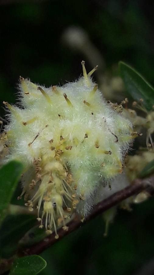 Salix eleagnos fruit