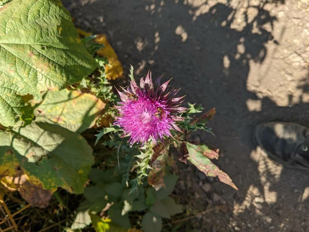 Cirsium subniveum flower
