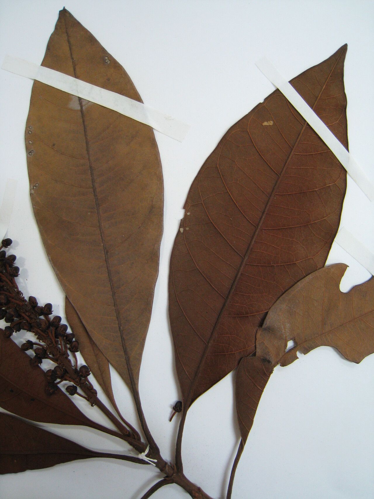 Byrsonima aerugo other