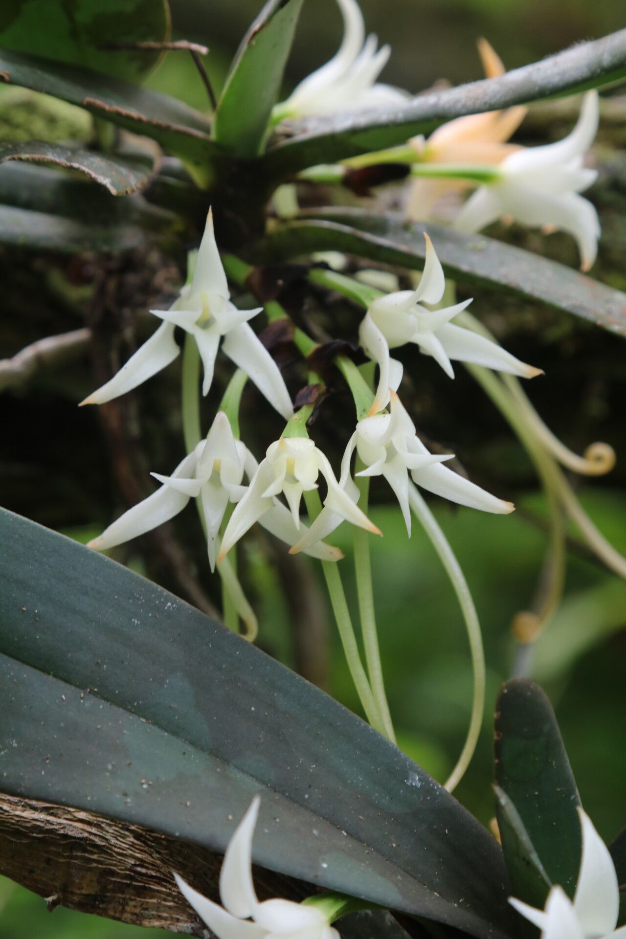 Cyrtorchis letouzeyi flower