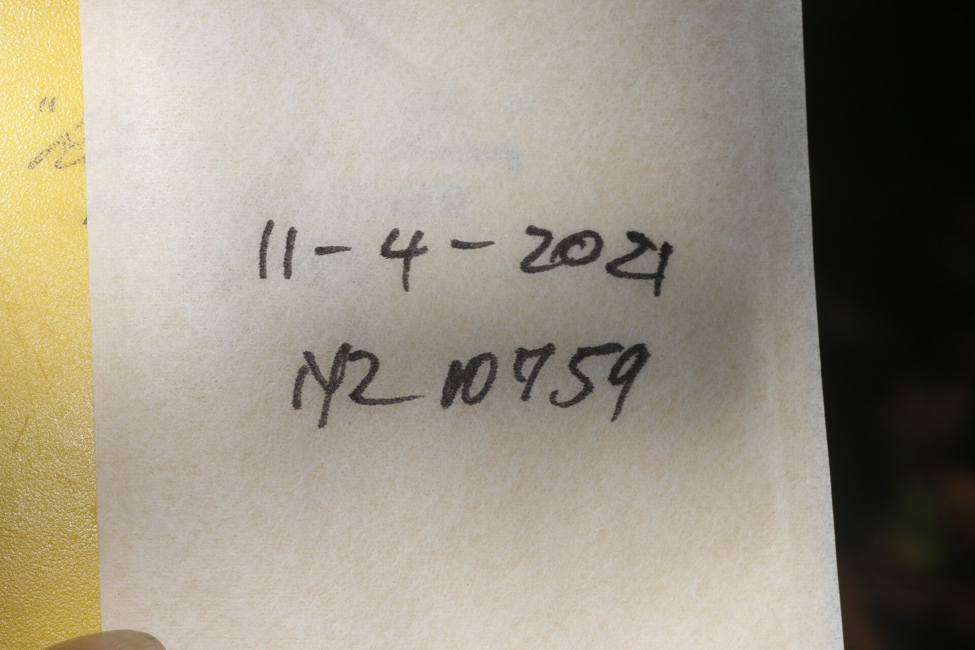 Piper concinnifolium other