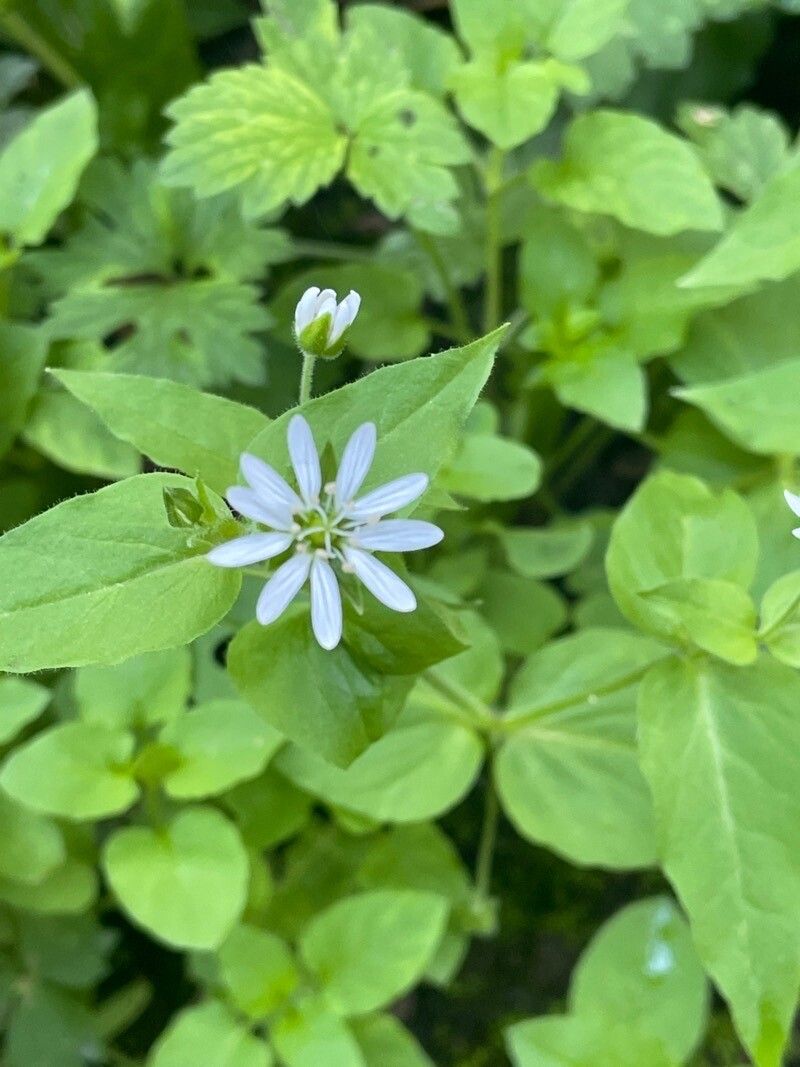 Stellaria aquatica flower