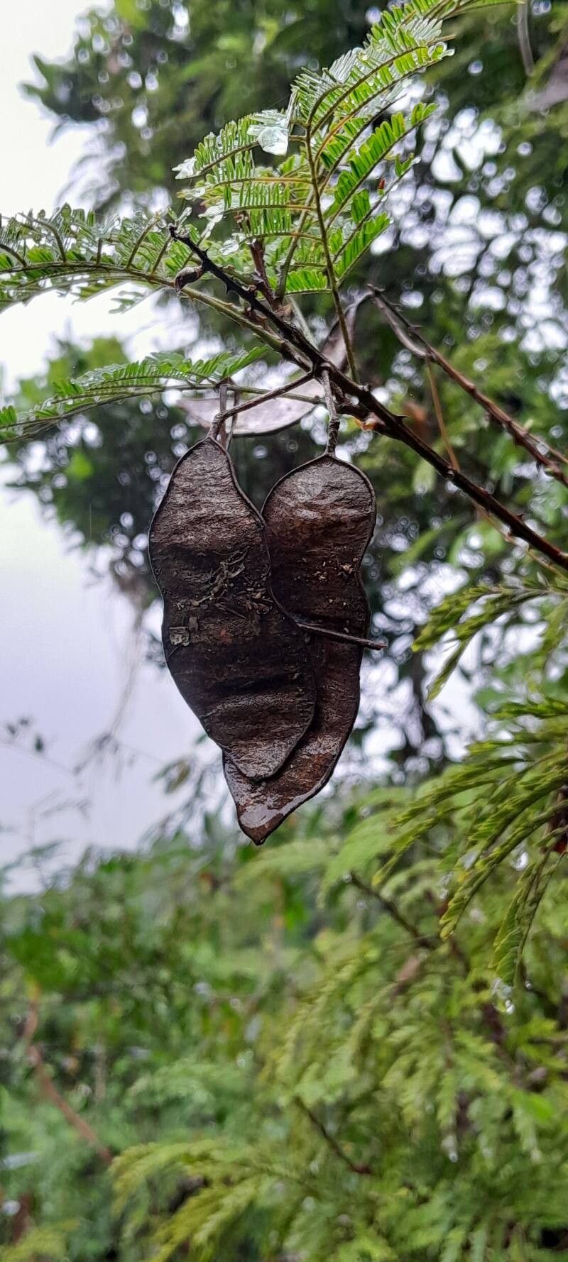 Albizia viridis fruit