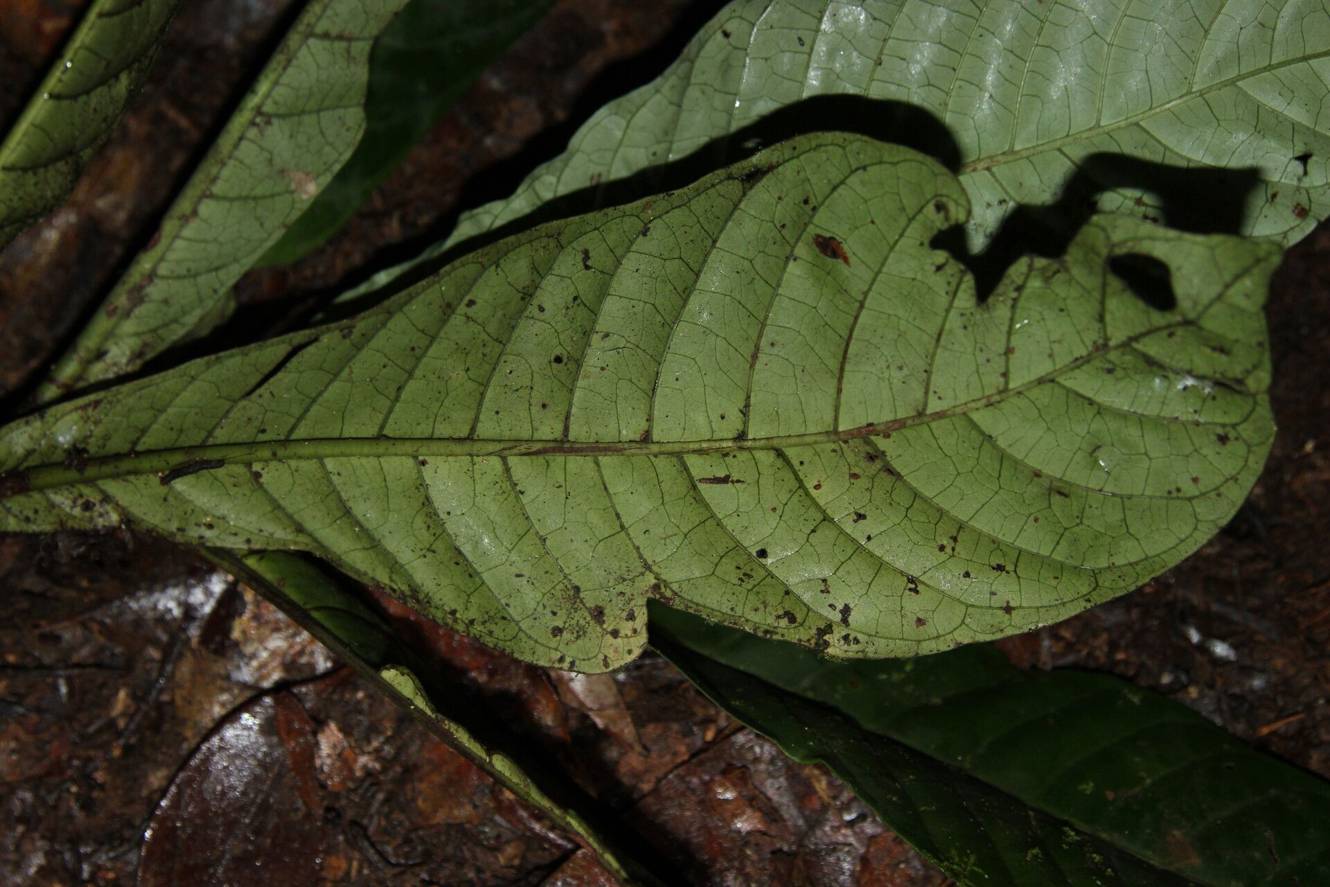 Psychotria foliosa — houseplant care guide