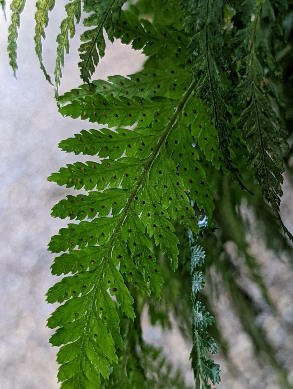 Arachniodes webbiana fruit