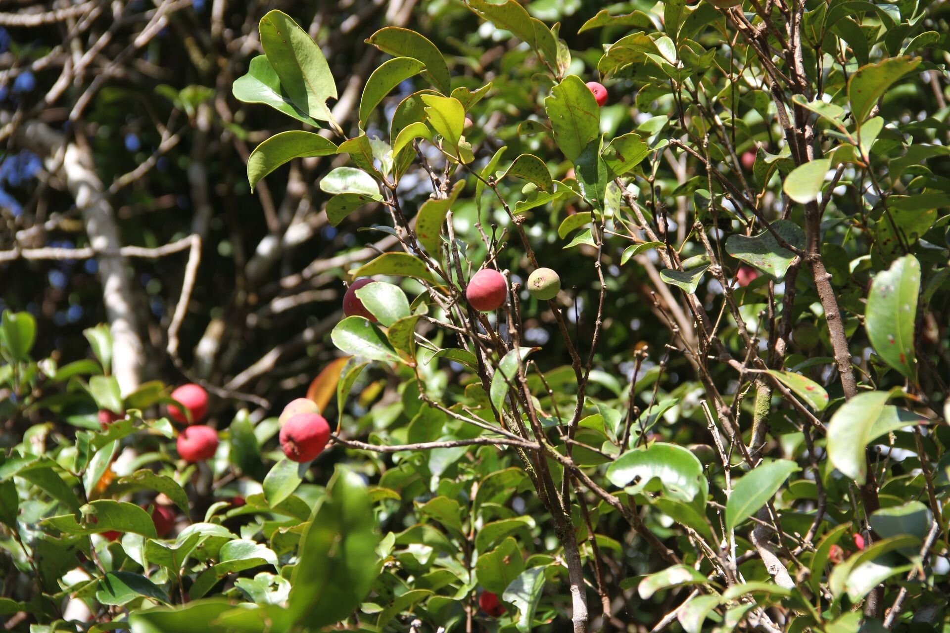 Syzygium vieillardii — houseplant care guide