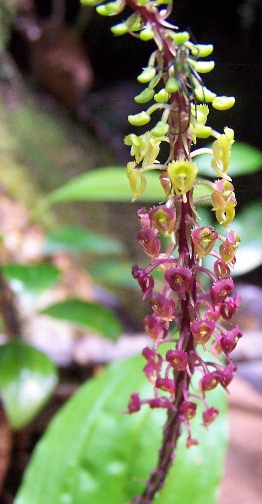 Malaxis seychellarum — search result for 'Malaxis'