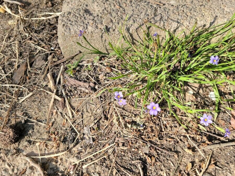 Sisyrinchium langloisii leaf