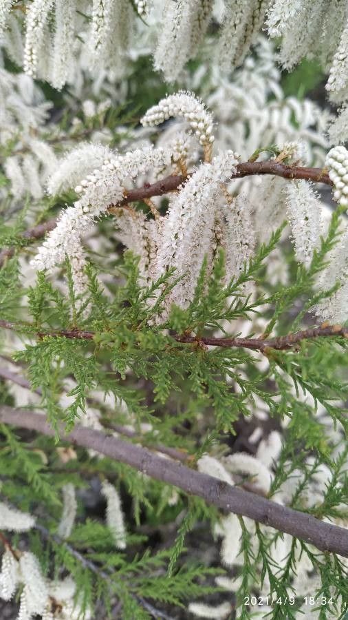 Tamarix africana leaf