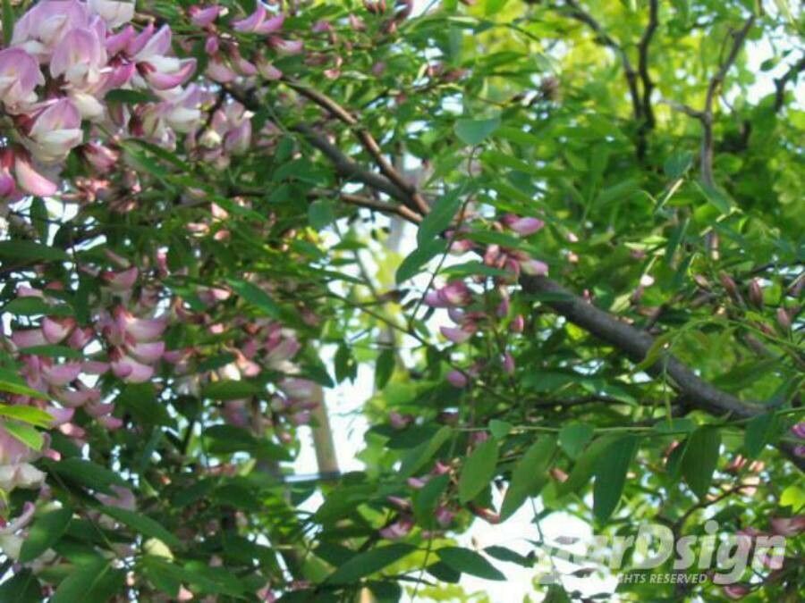 Robinia x margaretta — houseplant care guide