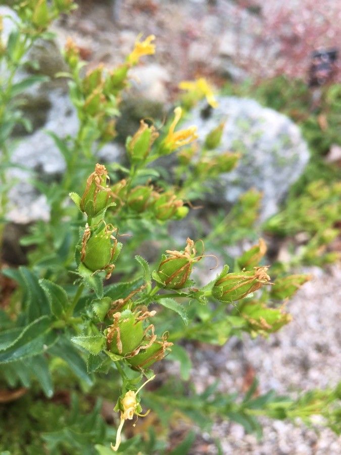 Hypericum orientale fruit